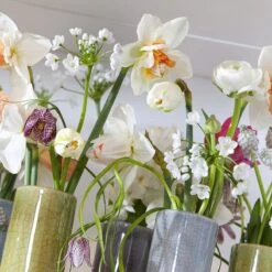 Allium Neapolitanum 6 Allium Neapolitanum -High Country Gardens Shop allium neapolitanum 1