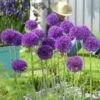 Endless Allium Bulb Collection -High Country Gardens Shop allium purple sensation 2