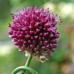 Drumstick Allium 7 Drumstick Allium -High Country Gardens Shop allium sphaerocephalon 14452 4 web