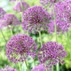 Violet Beauty Allium 4 Violet Beauty Allium -High Country Gardens Shop allium violet beaut 2 cropped