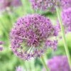 Violet Beauty Allium -High Country Gardens Shop allium violet beaut 3 cropped