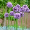 Gladiator Allium 7 Gladiator Allium -High Country Gardens Shop alliumgladiator2 1