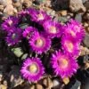 Hardy Living Stone (Aloinopsis) -High Country Gardens Shop aloinopsis spathulata pr1