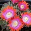 Psychedelic Mesemb (Aloinopsis) -High Country Gardens Shop aloinopsis psychedelic 4 web 4