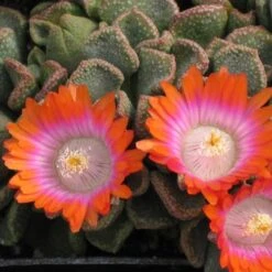Psychedelic Mesemb (Aloinopsis) -High Country Gardens Shop aloinopsis psychedelic web 4