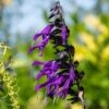 Amistad Salvia -High Country Gardens Shop amistad salvia 1 2