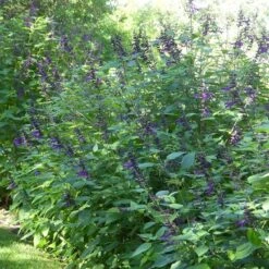 Amistad Salvia -High Country Gardens Shop amistad salvia 4