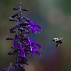 Amistad Salvia -High Country Gardens Shop amistad salvia 5