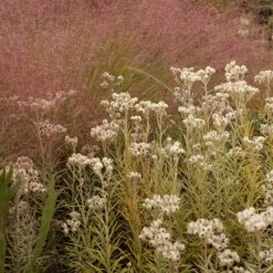 Watershed Wise Pre-Planned Garden 19 Watershed Wise Pre-Planned Garden -High Country Gardens Shop anaphalis sq