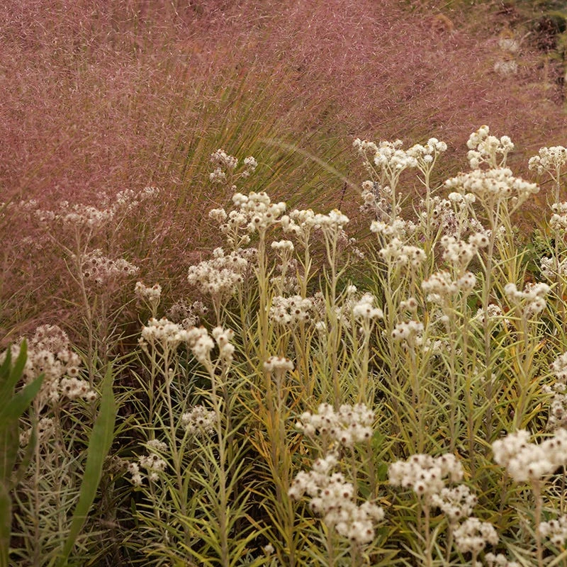 Watershed Wise Pre-Planned Garden 9 Watershed Wise Pre-Planned Garden - Image 9