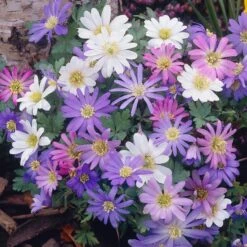 Anemone Blanda Mix -High Country Gardens Shop anemone blanda grecian windflower mix garden