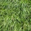 Annual Rye Grass Seeds