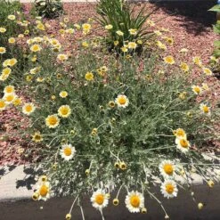 Susanna Mitchell Marguerite Daisy (Anthemis) -High Country Gardens Shop anthemis susanna pr