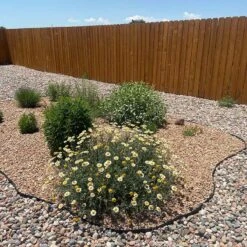 Susanna Mitchell Marguerite Daisy (Anthemis) -High Country Gardens Shop anthemis susanna pr2
