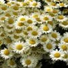 Susanna Mitchell Marguerite Daisy (Anthemis) -High Country Gardens Shop anthemis tinctoria 19981 2