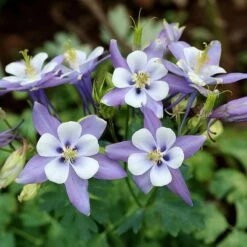 Rocky Mountain Columbine -High Country Gardens Shop aquilegia caerulea rocky mountai