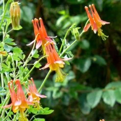 Arizona Columbine -High Country Gardens Shop aquilegia desertorum close up