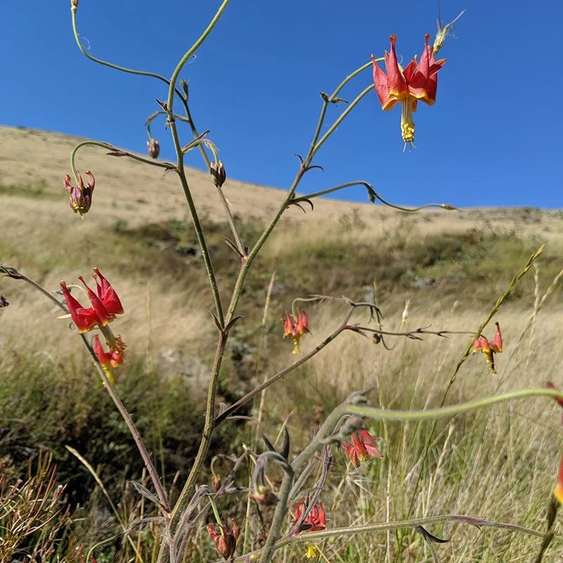 Serpentine Columbine 2 Serpentine Columbine - Image 2