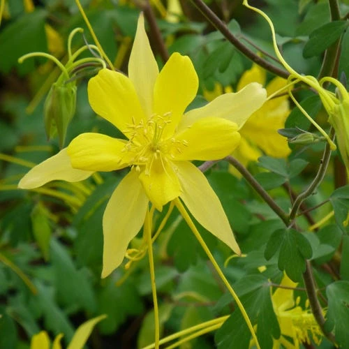 Swallowtail® Columbine 2 Swallowtail® Columbine - Image 2