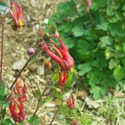 Little Lanterns Columbine -High Country Gardens Shop aquilegia little lanterns cropped 5 1