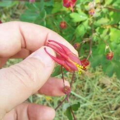 Little Lanterns Columbine -High Country Gardens Shop aquilegia little lanterns cropped close up 1 1