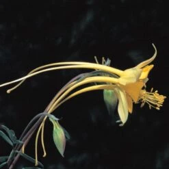 Swallowtail® Columbine 6 Swallowtail® Columbine -High Country Gardens Shop aquilegia species swallowtail 20822 2 web 1