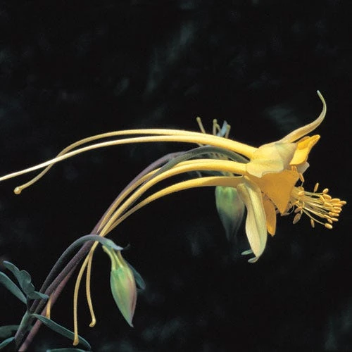 Swallowtail® Columbine 3 Swallowtail® Columbine - Image 3
