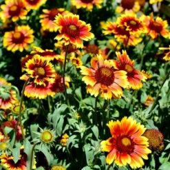 Arizona Sun Gaillardia -High Country Gardens Shop arizona sun adobe stock