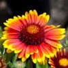 Arizona Sun Gaillardia -High Country Gardens Shop arizona sun gaillardia 1 2
