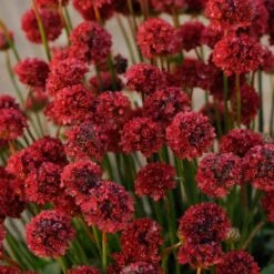 Ballerina Red Armeria -High Country Gardens Shop armeria ballerina red cropped