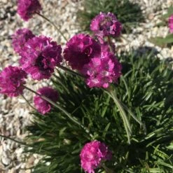 Rock Garden Collection -High Country Gardens Shop armeria maritima