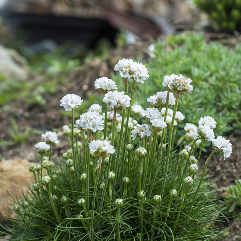 Morning Star White Armeria 1 Morning Star White Armeria
