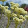 Arrowleaf Buckwheat -High Country Gardens Shop arrowleaf buckwheat eriogonum compositum flowers