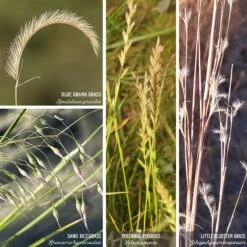 Western Trails Native Grass Seed Mix -High Country Gardens Shop artboard 1 80