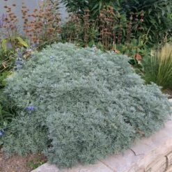 Powis Castle Artemisia -High Country Gardens Shop artemisia powis castle whole plant denver botanic