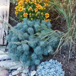 Seafoam Artemisia -High Country Gardens Shop artemisia seafom nm