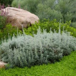 Drought Resistant Groundcover Collection -High Country Gardens Shop artemisia versicolor sea foam david winger plant select