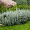 Seafoam Artemisia -High Country Gardens Shop artemisia versicolor sea foam david.winger plant select cropped