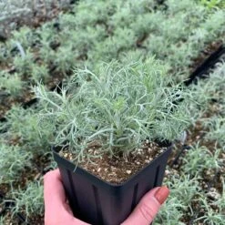 Seafoam Artemisia -High Country Gardens Shop artemisia versicolor seafoam sq