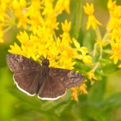 Hello Yellow Butterfly Weed 7 Hello Yellow Butterfly Weed -High Country Gardens Shop asclepias hello yellow milkweed blooms