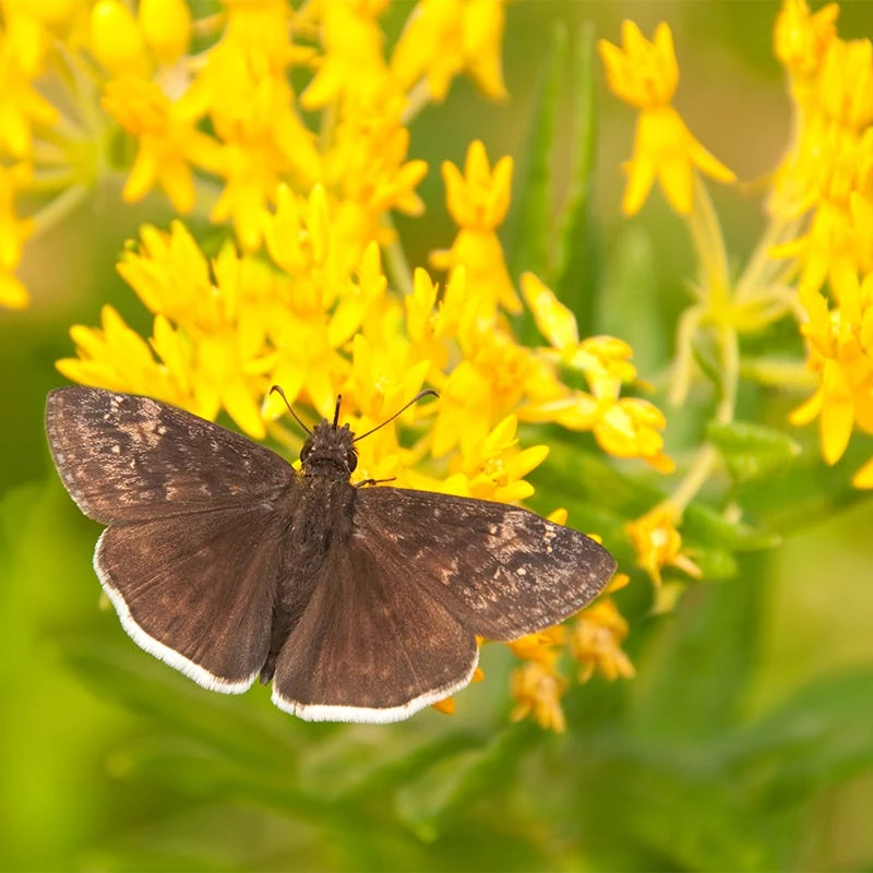 Hello Yellow Butterfly Weed 3 Hello Yellow Butterfly Weed - Image 3