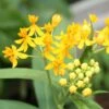 Hello Yellow Butterfly Weed -High Country Gardens Shop asclepias hello yellow milkweed