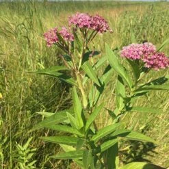 Rose Swamp Milkweed -High Country Gardens Shop asclepias incarnata 3