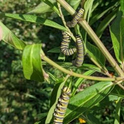 Rose Swamp Milkweed -High Country Gardens Shop asclepias incarnata 4
