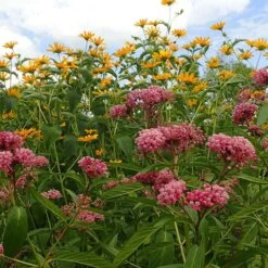Rose Swamp Milkweed -High Country Gardens Shop asclepias incarnata 5