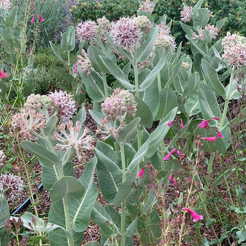 Davis Showy Milkweed 2 Davis Showy Milkweed - Image 2