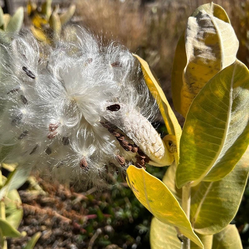 Davis Showy Milkweed 3 Davis Showy Milkweed - Image 3