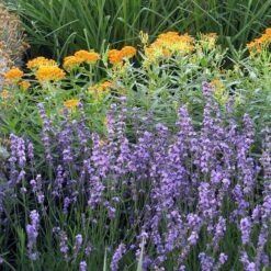 Sharon Roberts English Lavender -High Country Gardens Shop asclepias western gold mix lavandula angust sharon roberts 1