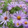 Raydon's Favorite Aromatic Aster -High Country Gardens Shop ast oblo raydonsfavorite northcreek nurseries cropped