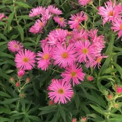 Honeysong Pink New England Aster -High Country Gardens Shop aster honeysong pink closeup